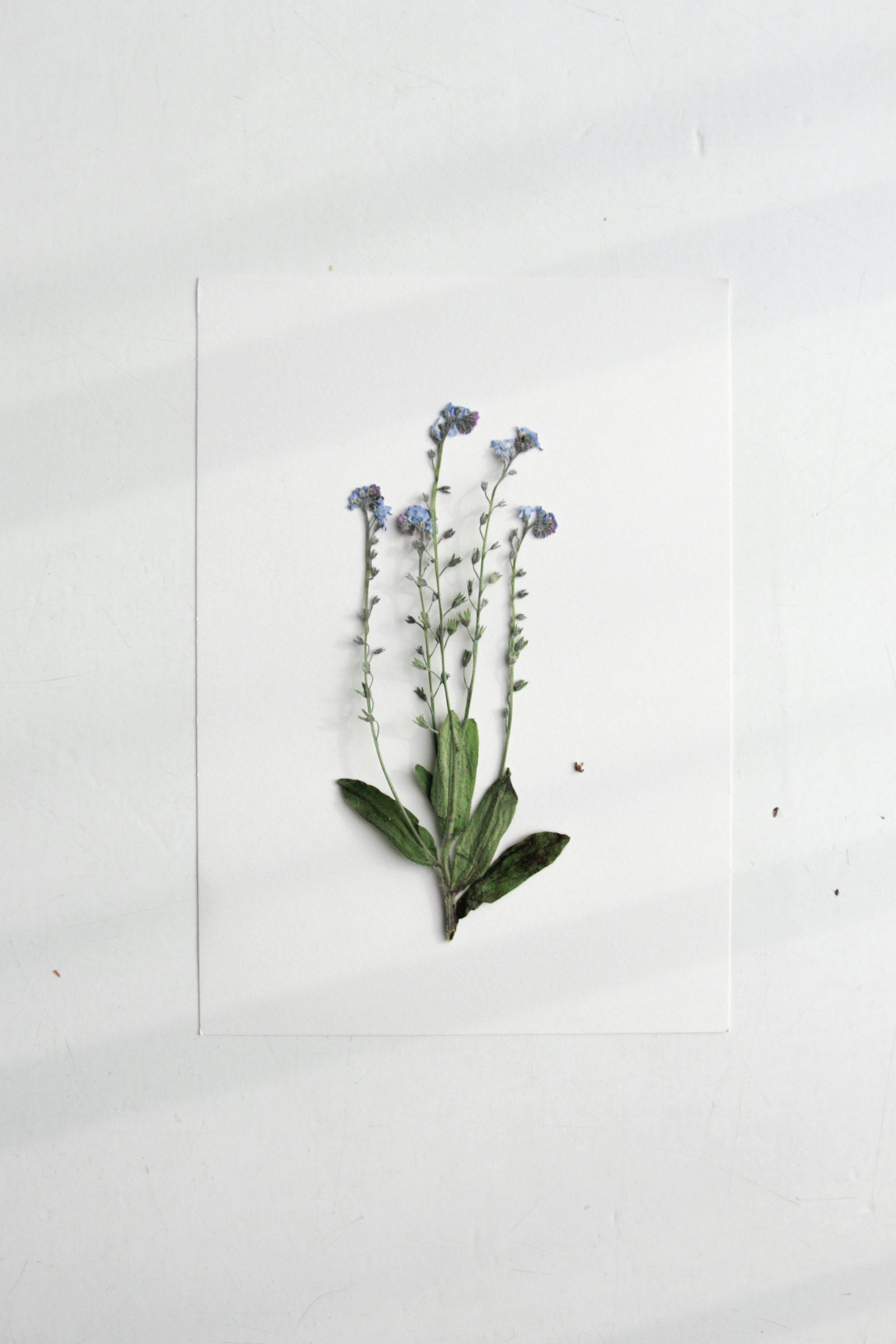 Gepresste Blume auf weißem Papier